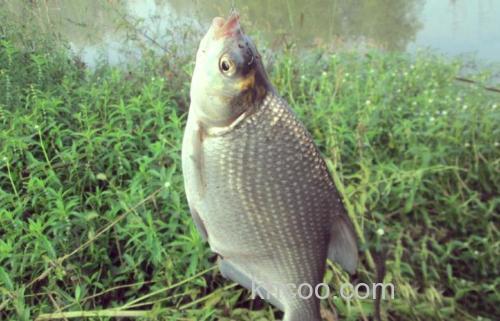 秋季水库野钓鳊鱼的那些细节