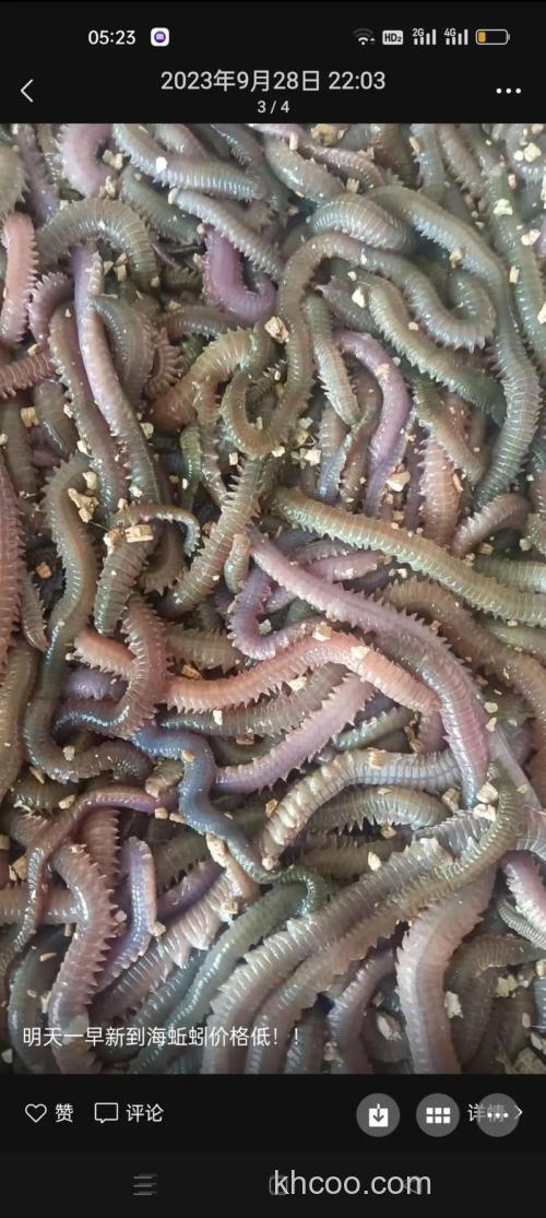 挂海蚯蚓用曲酒泡的行吗？