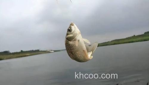 春季钓鲫鱼需注意，大晴天未必是好天气