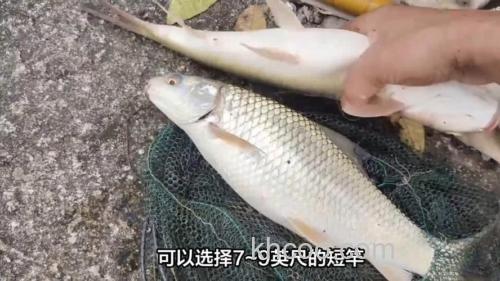 麦鱼用什么饵钓效果好？