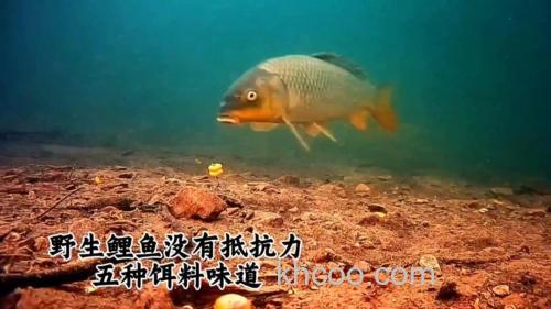 野生大鲤鱼爱吃三种饵料