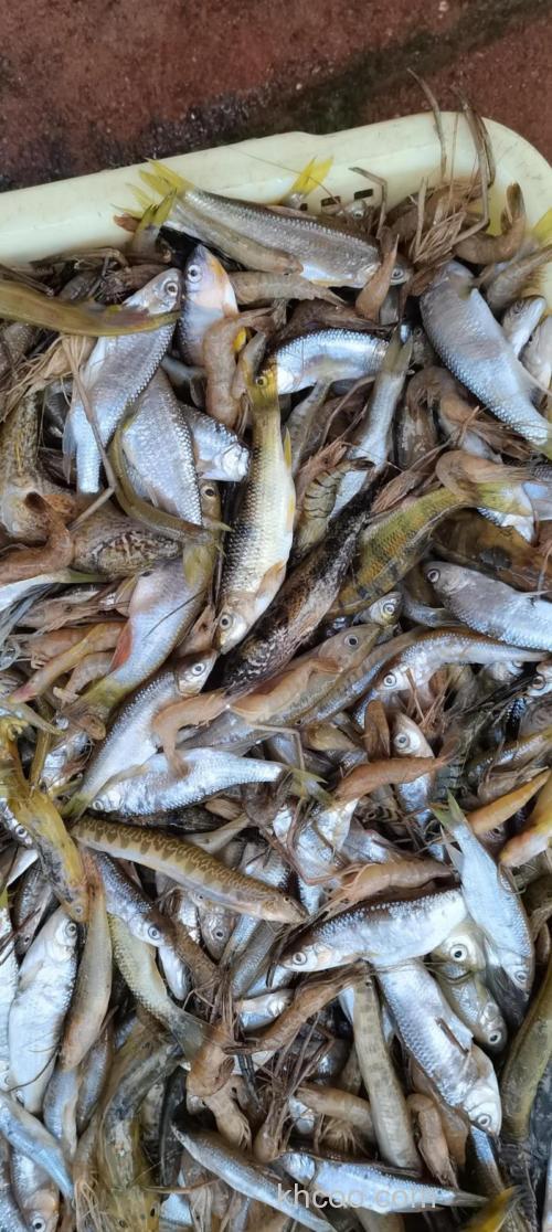 小杂鱼太多怎么办