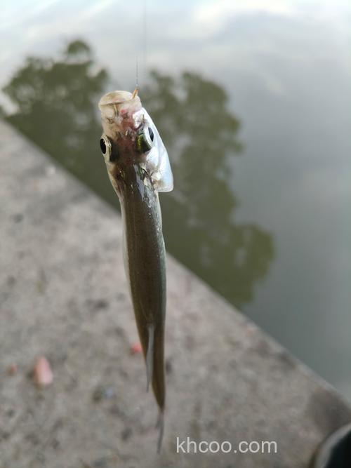 钩鲢鱼用猪心肺可以吗?