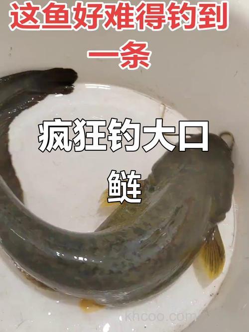 大口鲢鱼吃猪肺?