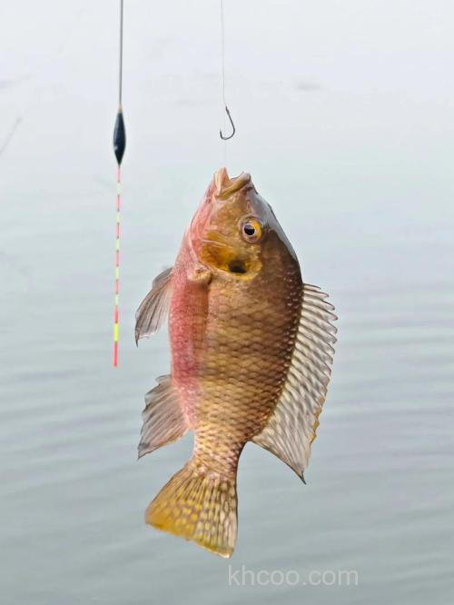 在水库钓罗非鱼，为什么感觉白天比晚上好钓呢？