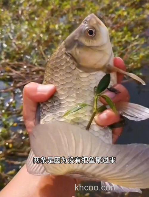 鲫鱼是群居的吗？