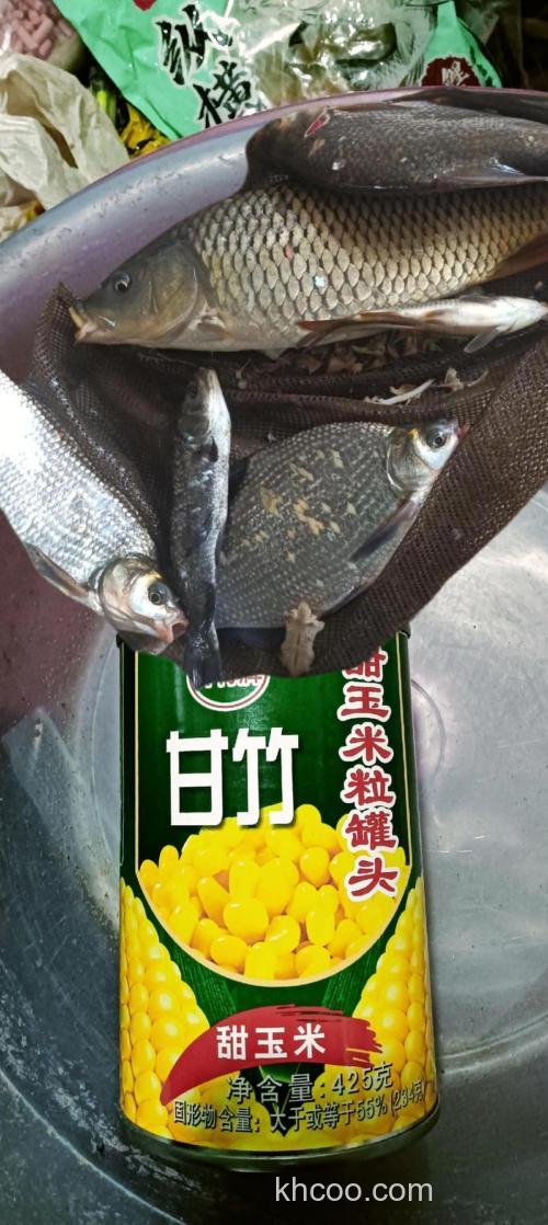 甜玉米罐头能用来钓鱼吗？能钓上来什么鱼？
