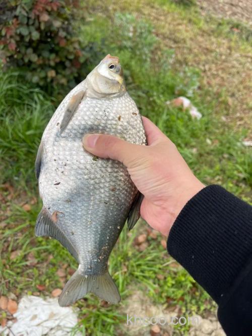 钓麦子用几号钩？