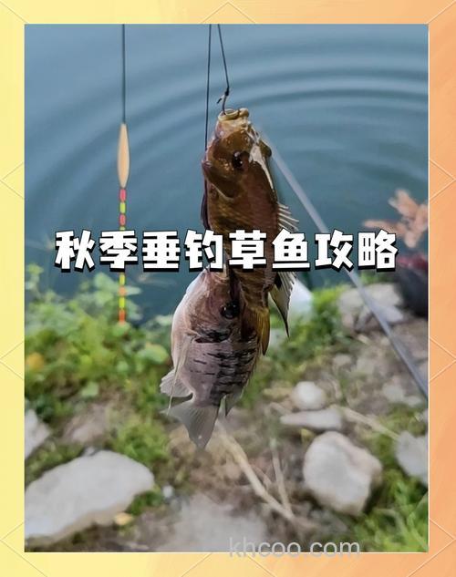 冬季该怎么钓草鱼