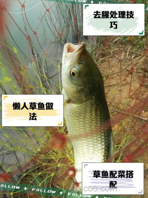 10年打草鱼经验，这5个小窍门让你爆护不再是难题！