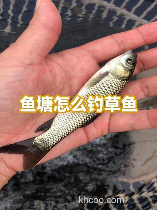 福建秋天十月鱼塘钓草鱼用什么饵好钓