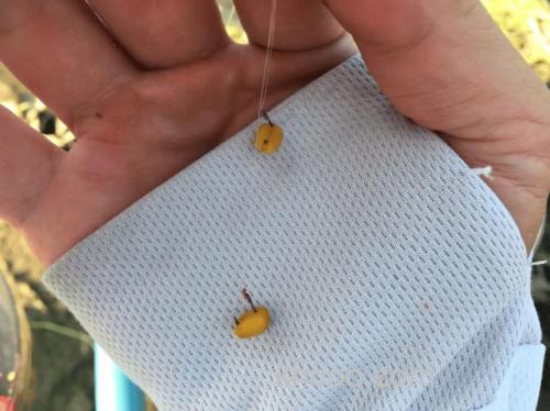 小鱼太多挂麦子怎么钓不到鲫鱼