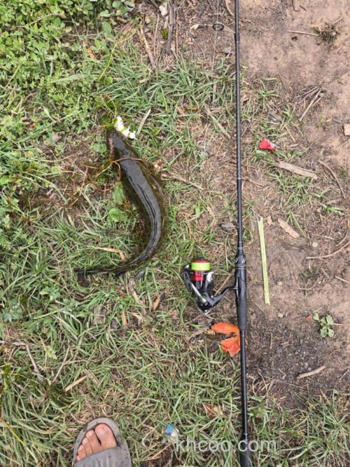 夏季黑鱼在繁殖期更容易钓获