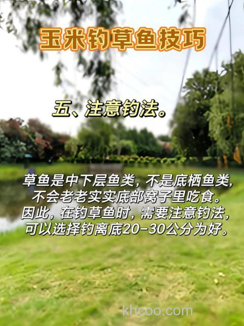 钓草鱼怎样选用玉米粒 玉米粒钓草鱼的方法