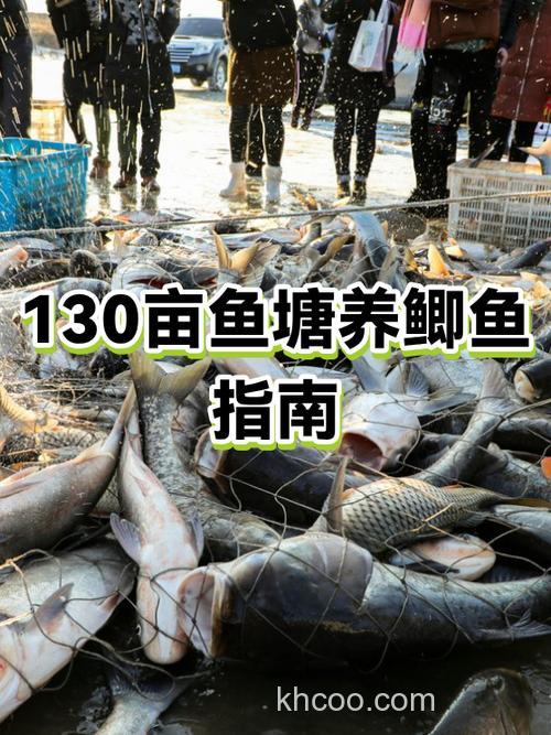 主养鲫鱼一亩鱼塘怎么搭配？