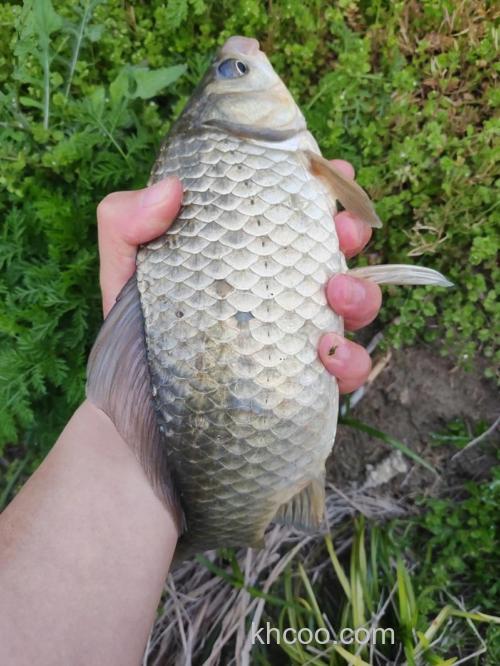 钓大板鲫的黄金季节是什么时候开始的？