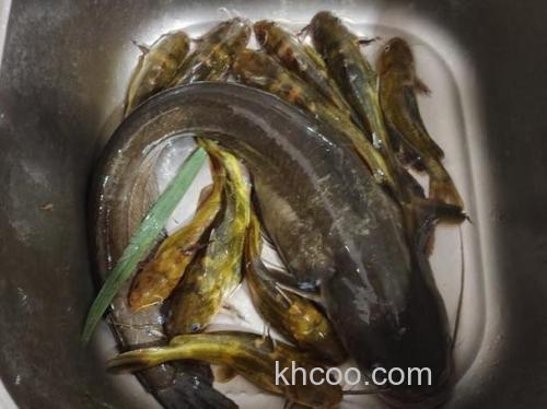 野钓江河鲶鱼时的最佳时间段