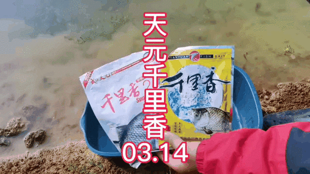 天元千里香能钓鲤鱼吗？