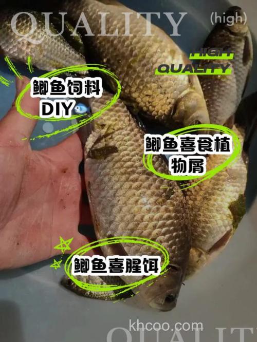 鲫鱼吃什么饲料长得很快呢