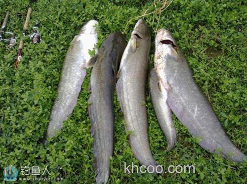 钓鲶鱼的珍藏之宝之乱石底钓组