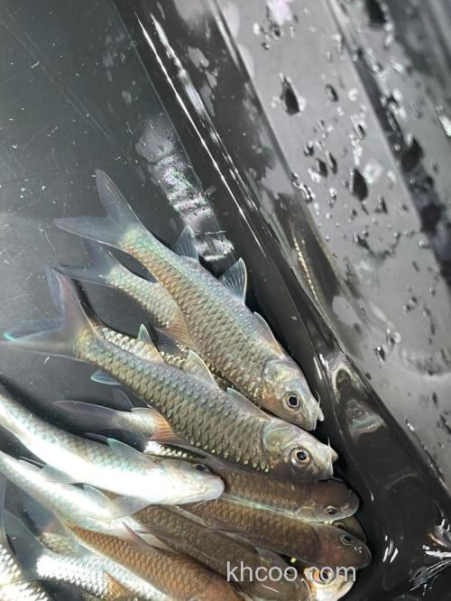 鱼拉丝怎么回事？