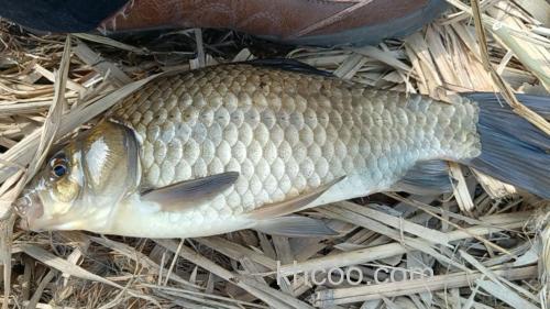 春季作钓鲫鱼的5个必杀技用对了鱼获一次比一次多