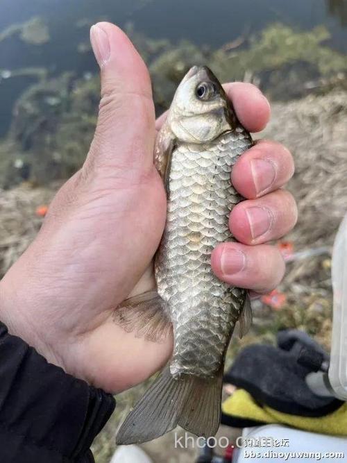 仲春钓鲫，抓住尾声