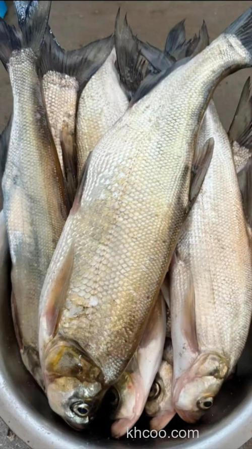 玉米打窝玉米钓好不好？