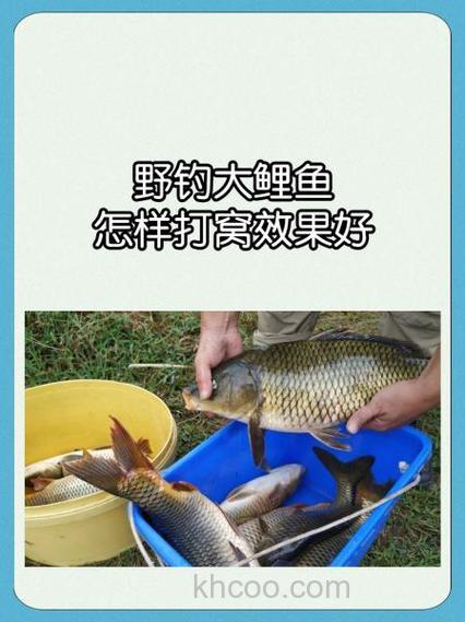 野钓大鲤鱼的饵窝分离技术