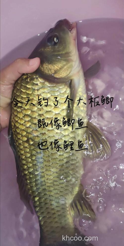 鲤鱼为啥那么好钓？原来老司机是这样钓，难怪比钓鲫鱼过瘾