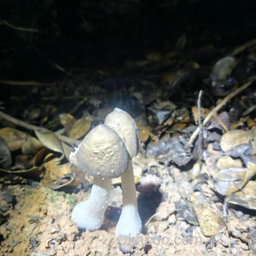 钓鱼用什么菌？