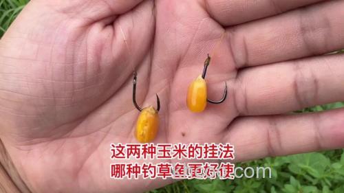 玉米钓草鱼技巧和方法？