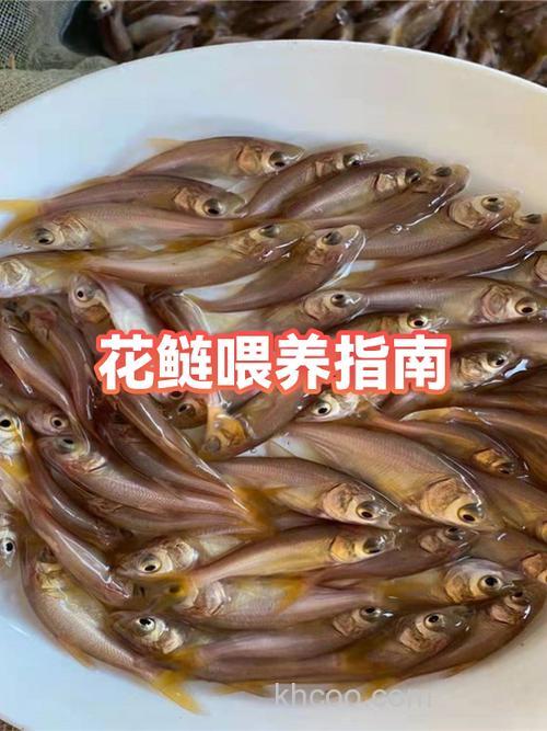 花鲢鱼钓起来后怎么喂？