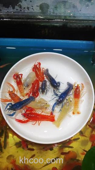 蓝魔虾吃什么？吃什么长得快？吃红线虫好吗？请专业人员解答！！！