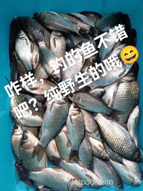 一把干麦子下水，鲫鲤全来报道！小鱼啃不动，打隔夜窝首选