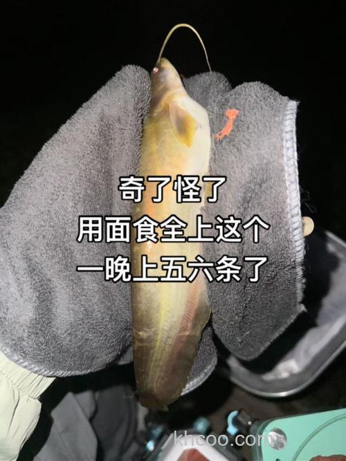 面食和蚯蚓钓鲫鱼，哪个好使？