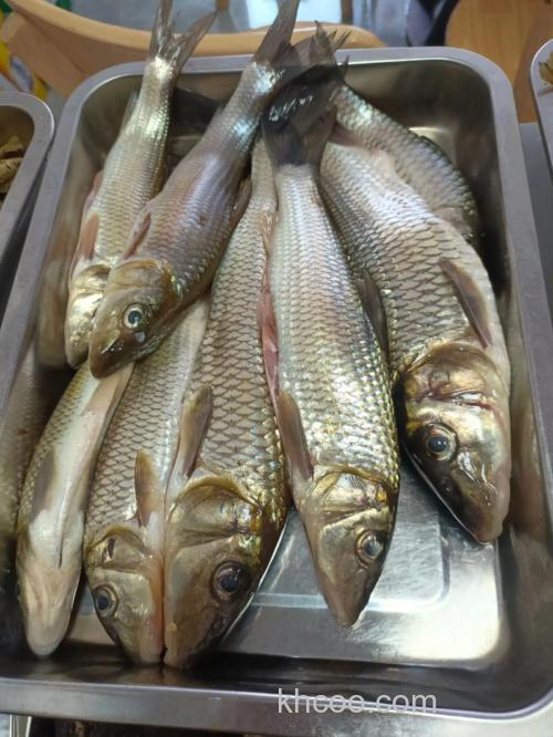 用什么泡过的鱼料鱼才肯上钩呢