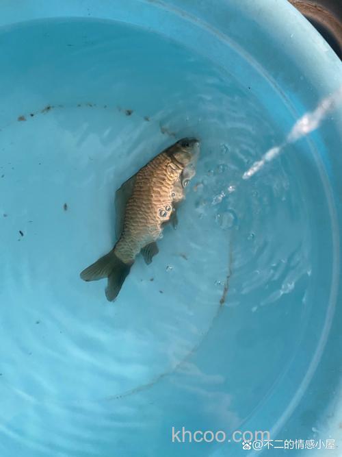 鲫鱼拉屎拉的跟头发丝一样