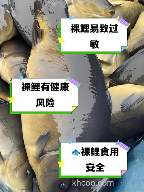 鲤鱼繁殖期吃不吃饵？