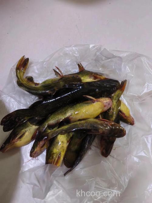 高手分享野钓嘎鱼和鲶鱼必杀技