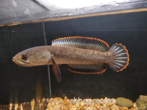 彩虹雷龙吃猪肉吗？