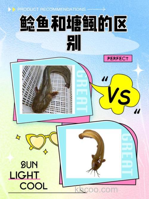 塘鲺、鲶鱼的区别介绍