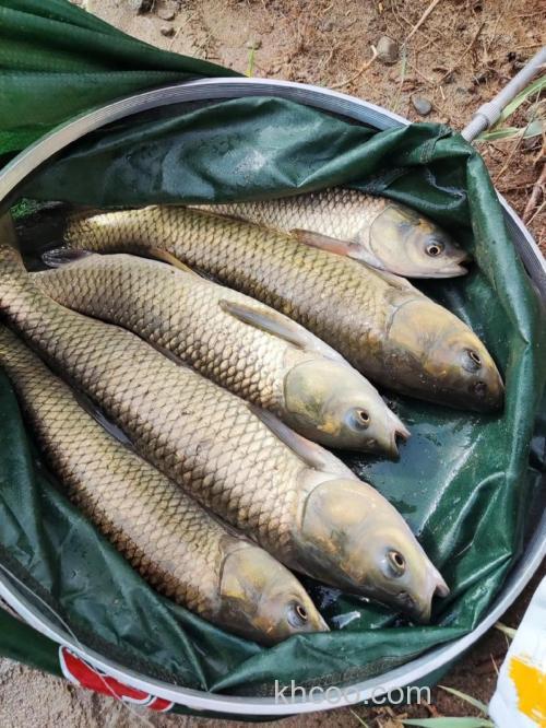 红薯鲤能钓哪些鱼？