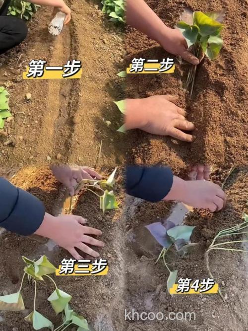 红薯打窝正确方法？