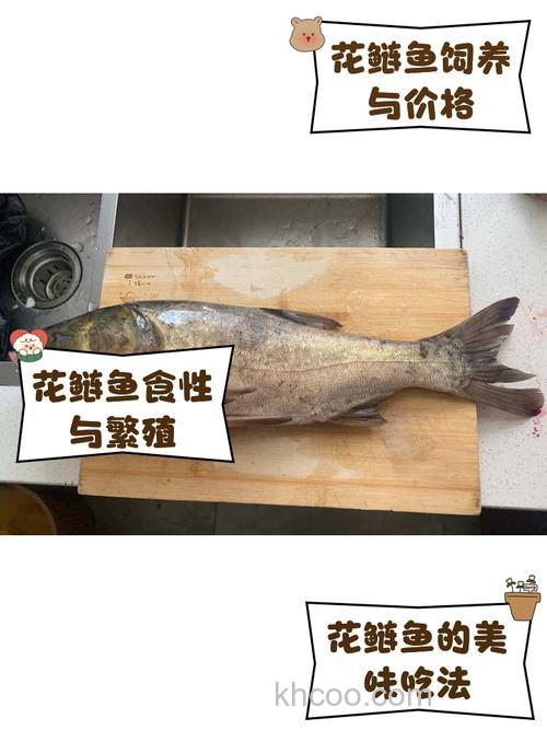 花鲢鱼吃玉米和黄豆吗？