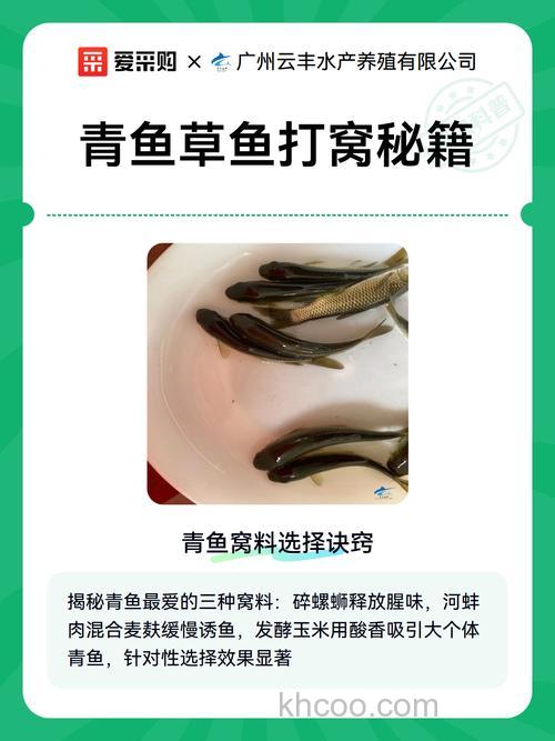 草鱼窝料怎么发窝最快？