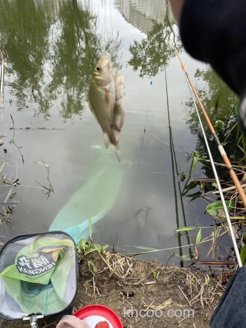 餐条多的地方怎么钓鲢鳙？