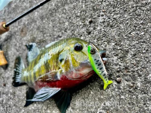 高手分享夏钓鲮鳊罗非鱼的用饵经验