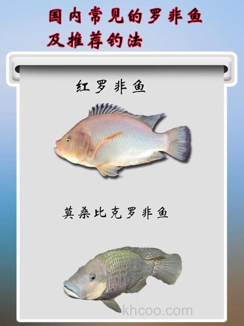 罗非鱼的钓法及钓位选择