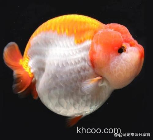 麦穗能和兰寿混养吗？